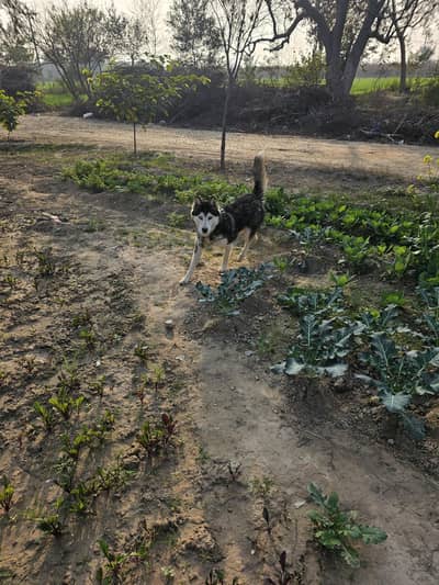 Husky pair for urgent sale