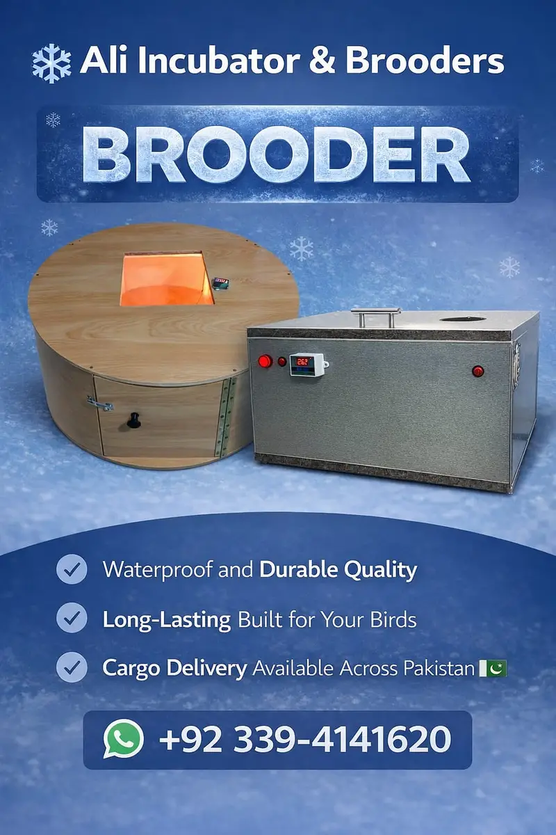 INCUBATOR & BROODERS — photo 2