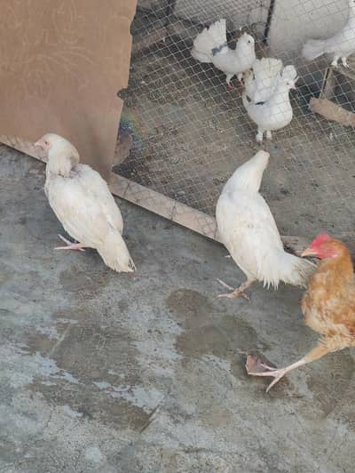 2 male 2 female . 03333303314