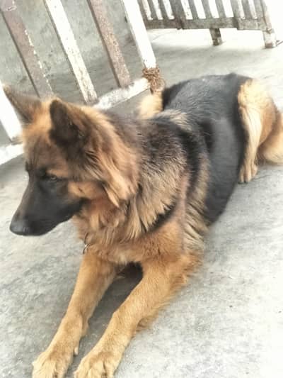 long court  germen shepherd active dog