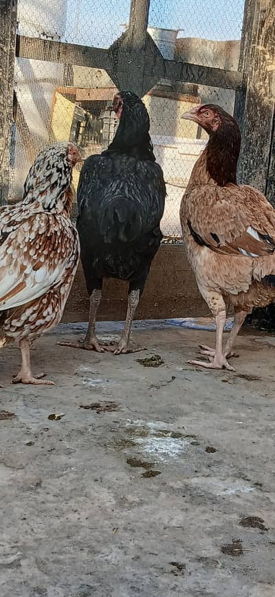 Exchange possible heera shamo and aseel