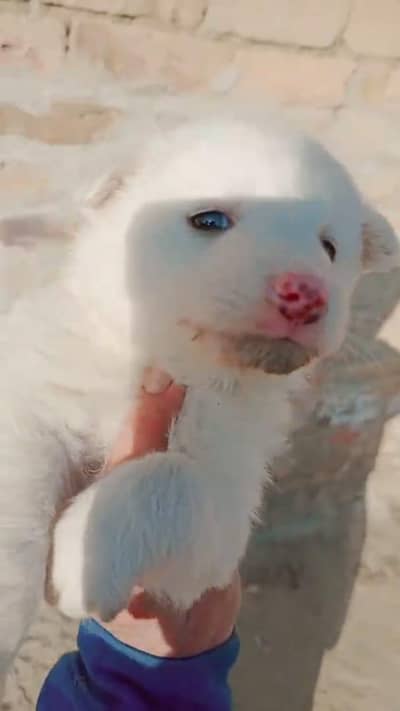 Russian puppy for sale