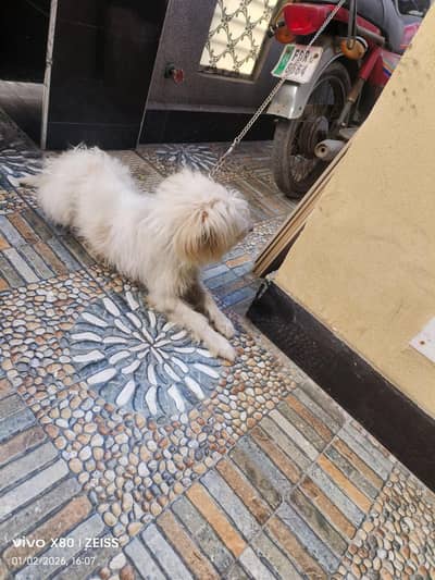 Russian Dog | Russian pink nose puppy | Russian male puppy for sale