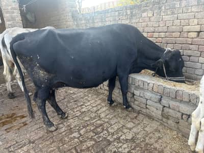 Two cows with female calf