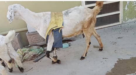 1 Bakri 2 bachay desi nagra cross ablak print