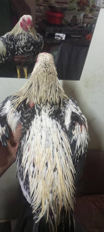 pure java aseel patha old blood line