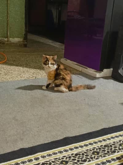 Persian cat for sale