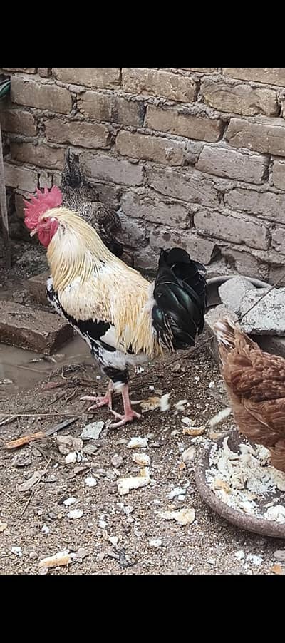 4 eggs laying Hens and 1 Male for sale.