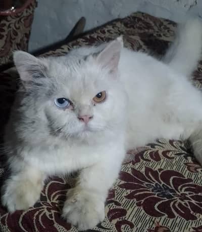 Persian cat |kittens |male cat |punch face |triple coated |03154382522