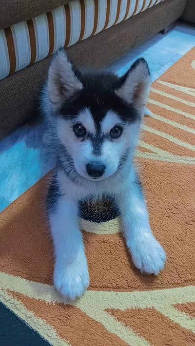 Siberian husky puppy for urgent sale