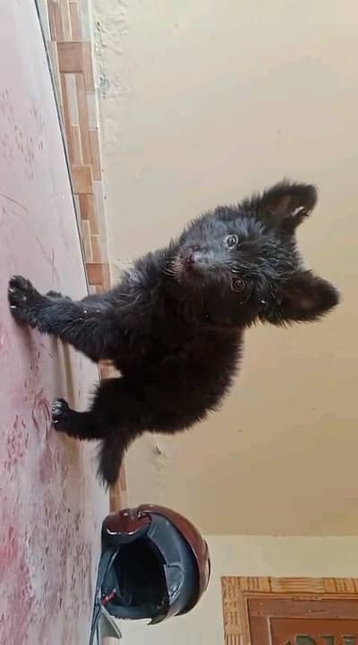 German shepherd puppies  my WhatsApp number 03245285207