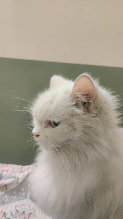 Persian cat triple coated  trained