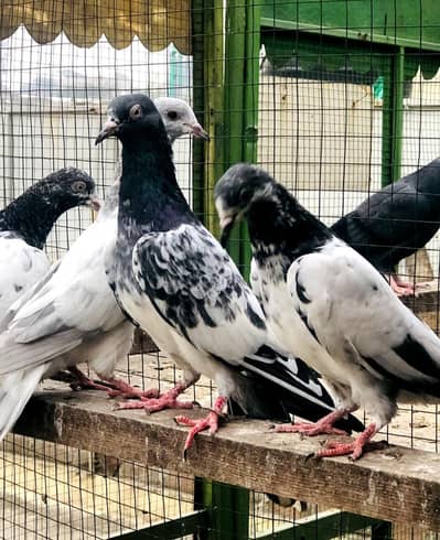 Teddy pathy pathiyan aur neely bchy