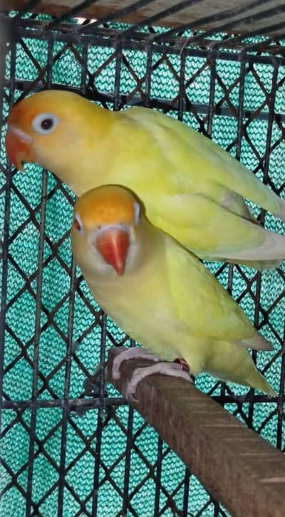 Creamino Decino breeder pairs