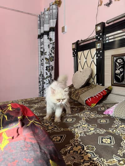 Male persian cat punch face