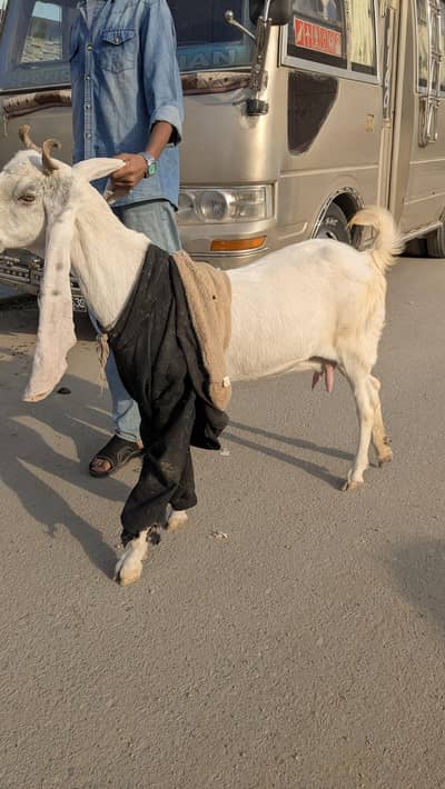 gulabi bakriyan, for sale