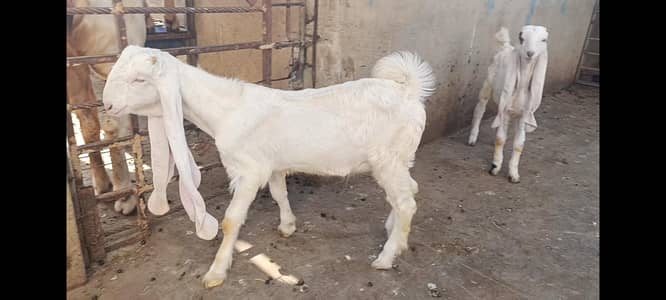 4 months gulabi kids