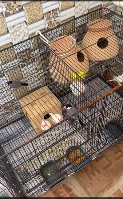 Albino jawa Austalian All birds sale with 2 Cage