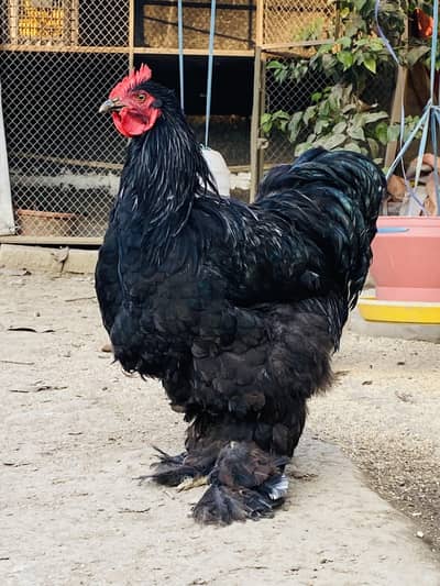 Heavy Black Buff Male