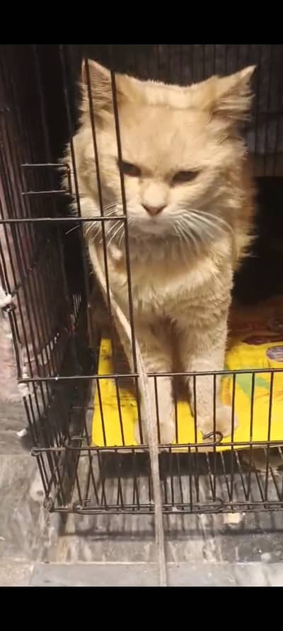 It is male persian triple coated cat.