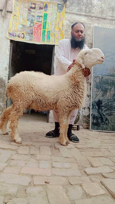 Mundari Bhair | Chatri | Sheep | Goat | Bakri | 2 Dnat | Gaban sale