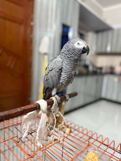 African Gray Parrot