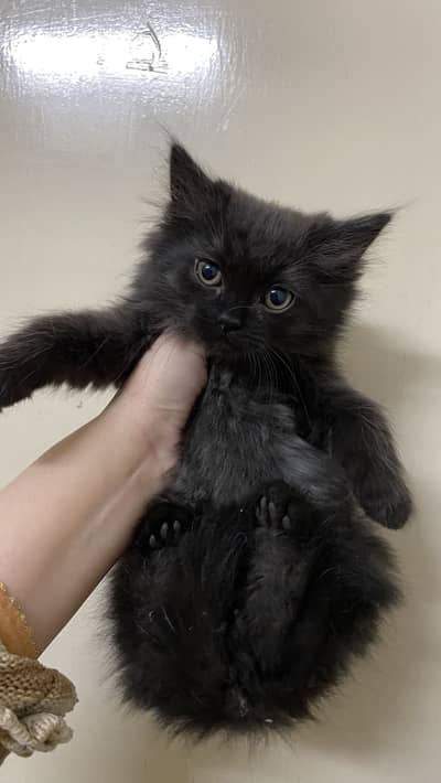 Black persian kitten