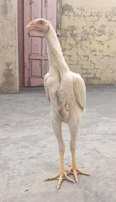 Aseel / Shamo Pair (4 Months Old) for Sale