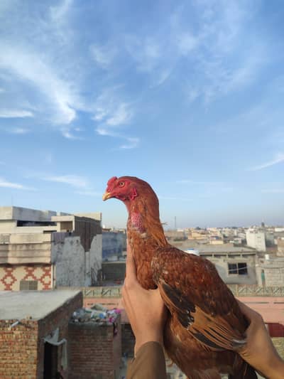 aseel phela top quality