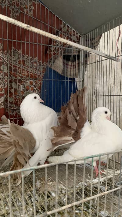 Laka Black tail and Laka Yellow tail breeders pairs contact 0317376142