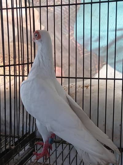 2 Buddha pist  male for sale