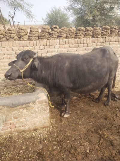 فار سیل چوتھا وارا