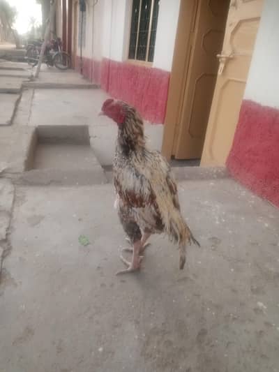 aseel high quality for sale