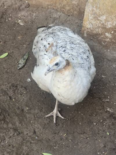 Black shoulder female