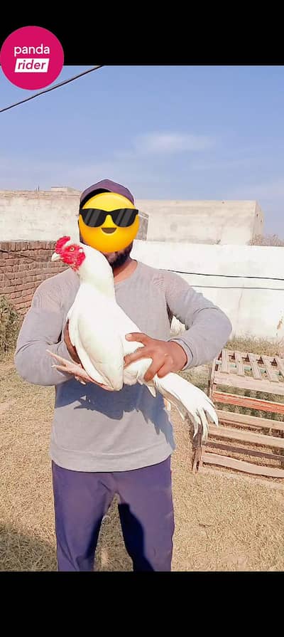 11 month ka boht acha ptha hai papper white or white nok nali saf ankh