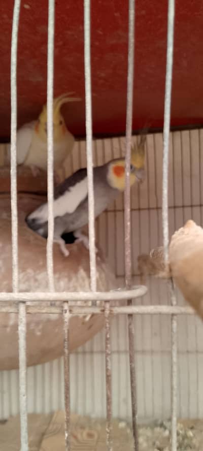 cocktail and bajri pair healthy and active