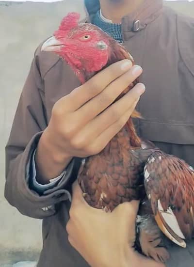 Aseel peela murga and lakhi madi for sale