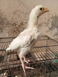 Shamo Hen Chicks 1 months old paper white