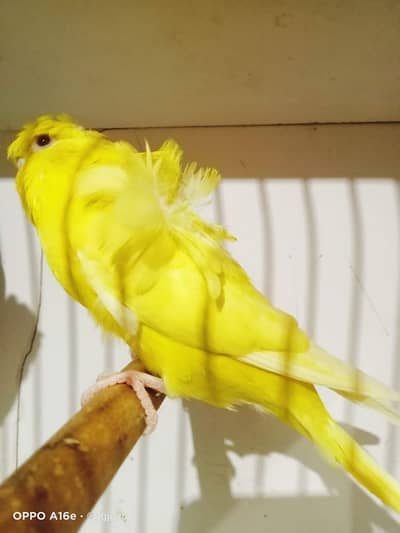 Latino redeye rainbow and bw split hogo double flowers