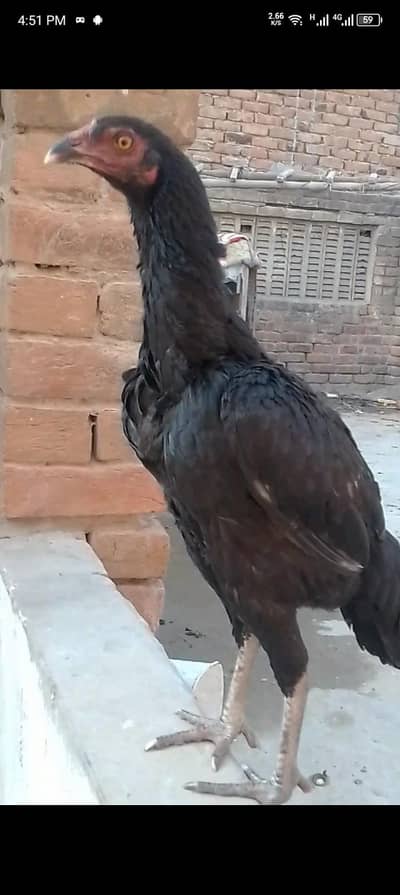 Sirf okara or sahiwal KY log contact kary