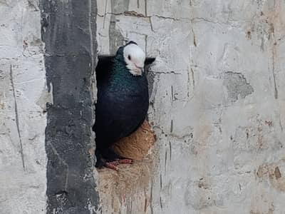 3 Pair Peshawari Kbootar for sell in  home