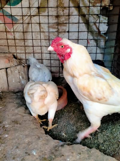 KO samu top quality Bird full healthy and active