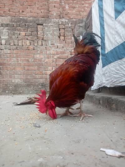 dasi murga gar ka Pala