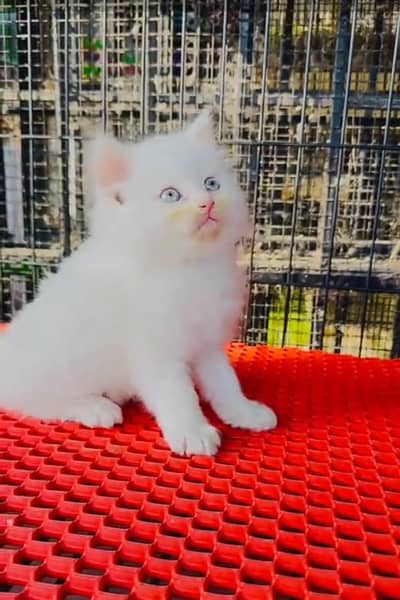 Persian cat kitten for sale my WhatsApp 03126762031