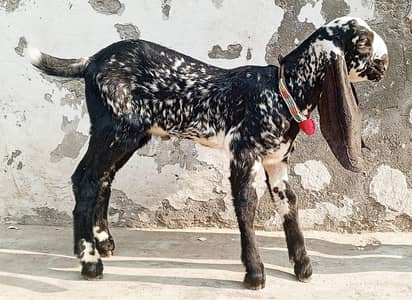 Pour Beetal kala Makhichena Bakra