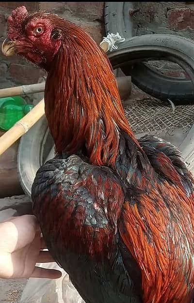 high quality old blood Pakistani Pair  kana murgha03204581798