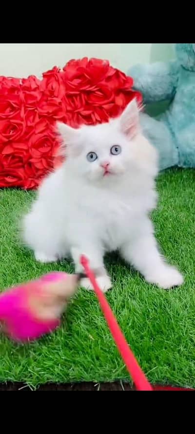 Persian cat kitten for sale my WhatsApp 03126762031