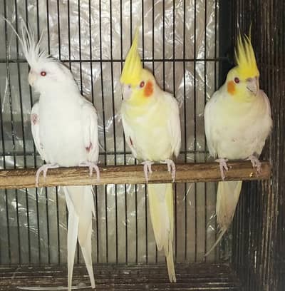 Cocktail Pair and extra male