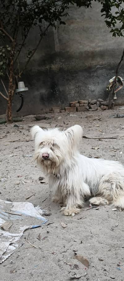 white american poodle