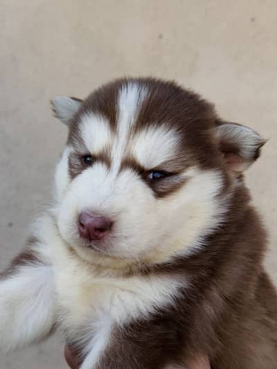 Husky